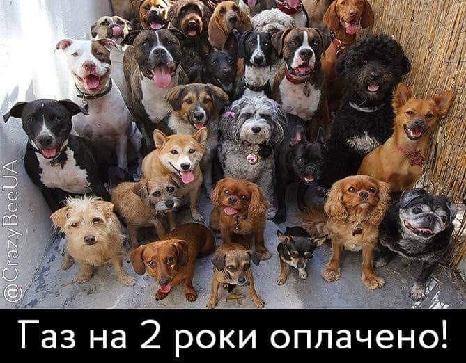 Скандальний коментар депутата про собаку й комуналку породив безліч феєричних мемів - фото 466358