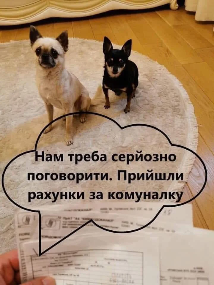 Скандальний коментар депутата про собаку й комуналку породив безліч феєричних мемів - фото 466360