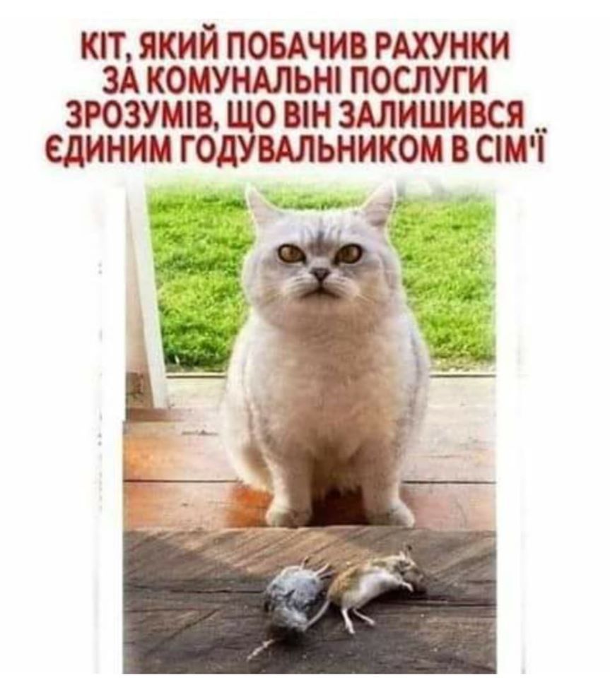 Скандальний коментар депутата про собаку й комуналку породив безліч феєричних мемів - фото 466370