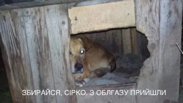 Скандальний коментар депутата про собаку й комуналку породив безліч феєричних мемів - фото 466379