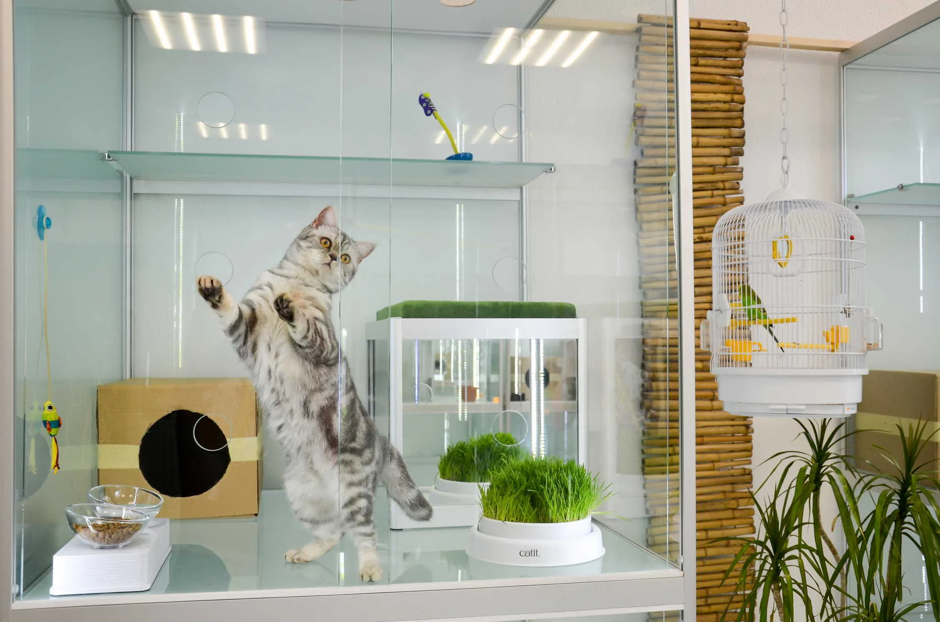 В Киеве открыли первый отель для кошек - фото 466457