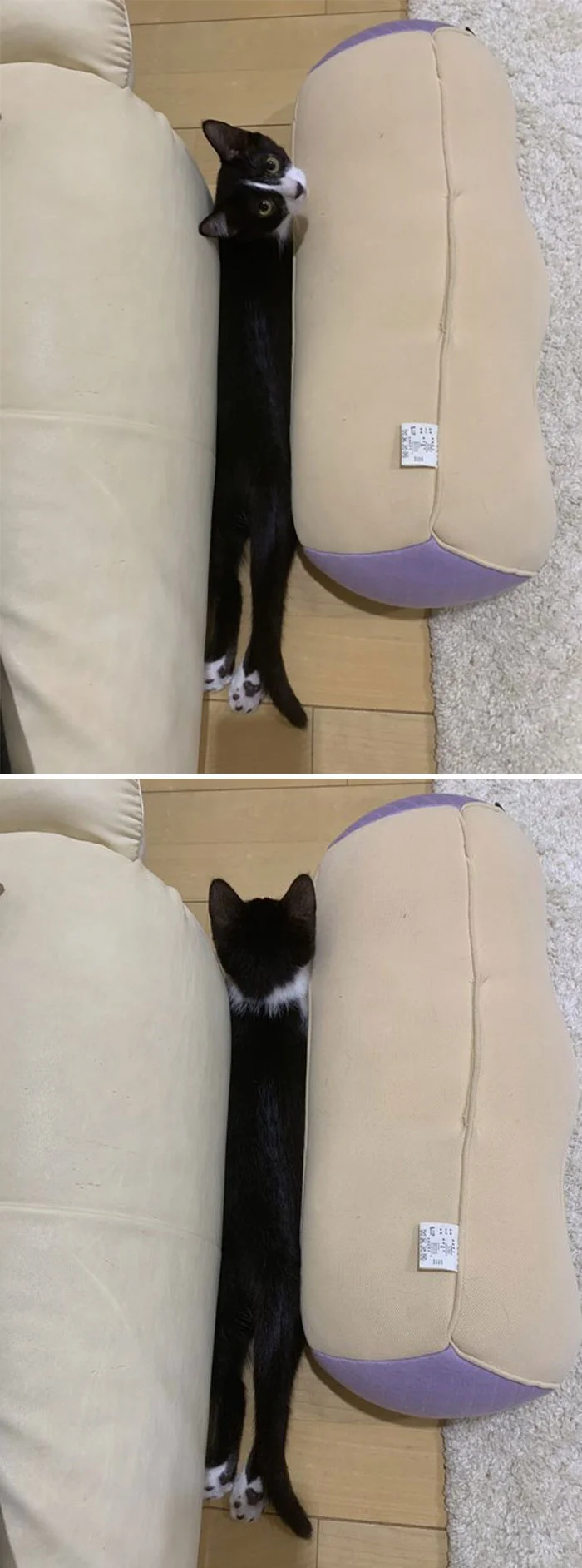 Эти фото доказывают, что коты умеют растягиваться до бесконечности - фото 466765