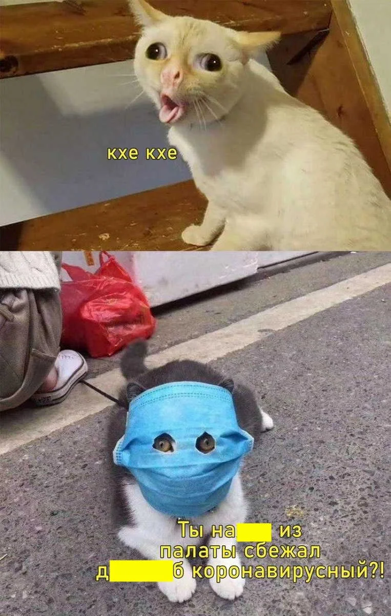 Люди хотели уберечь котика от вируса и так перестарались, что теперь он – герой мемов - фото 467509