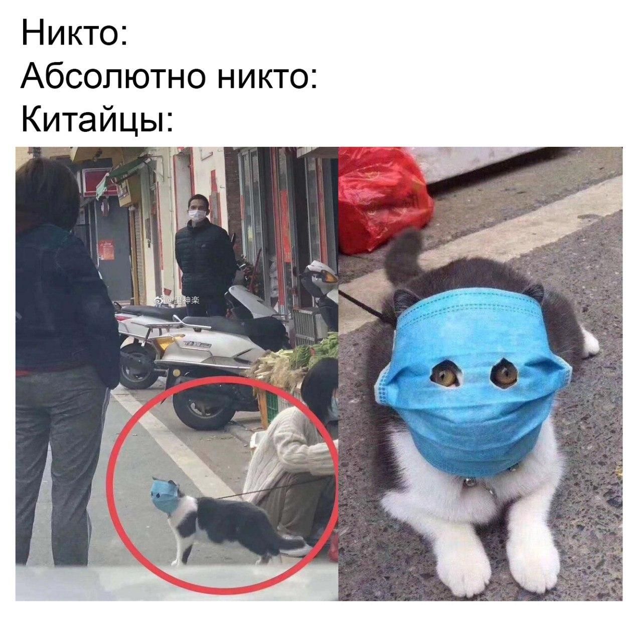 Люди хотіли вберегти котика від вірусу і так перестаралися, що тепер він – герой мемів - 467515 Люди хотіли вберегти котика від вірусу і так перестаралися, що тепер він – герой мемів - фото 467515