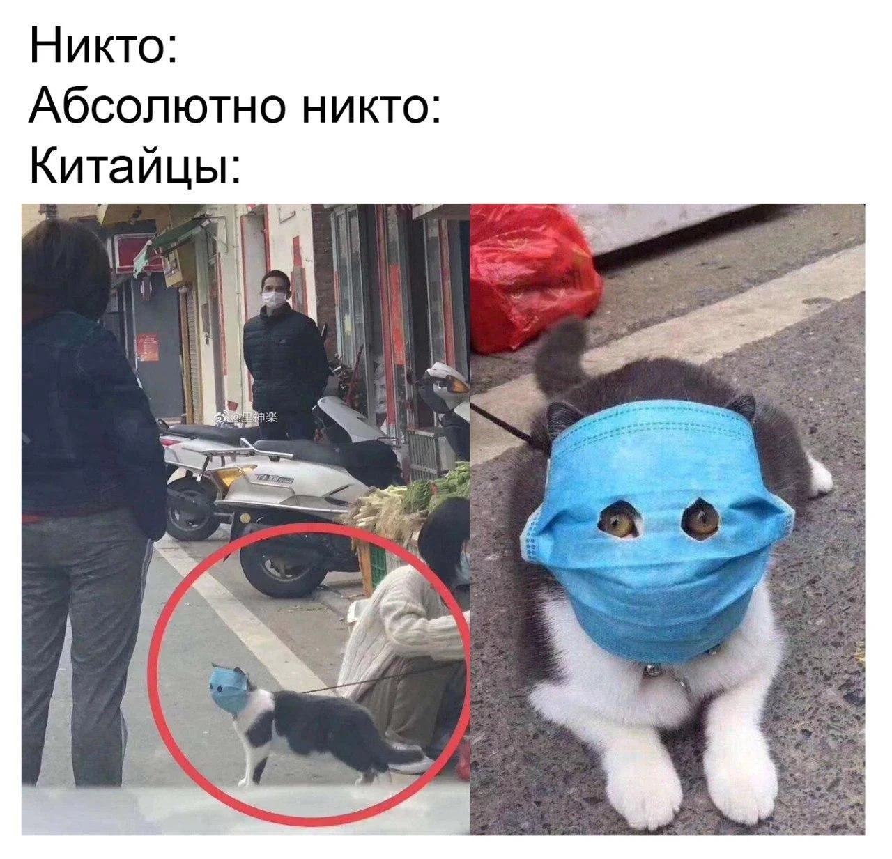 Люди хотели уберечь котика от вируса и так перестарались, что теперь он – герой мемов - фото 467515
