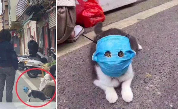 Люди хотіли вберегти котика від вірусу і так перестаралися, що тепер він – герой мемів - фото 467518