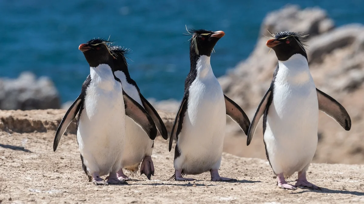 Оказалось, что речь пингвинов похожа на человеческую - фото 467668