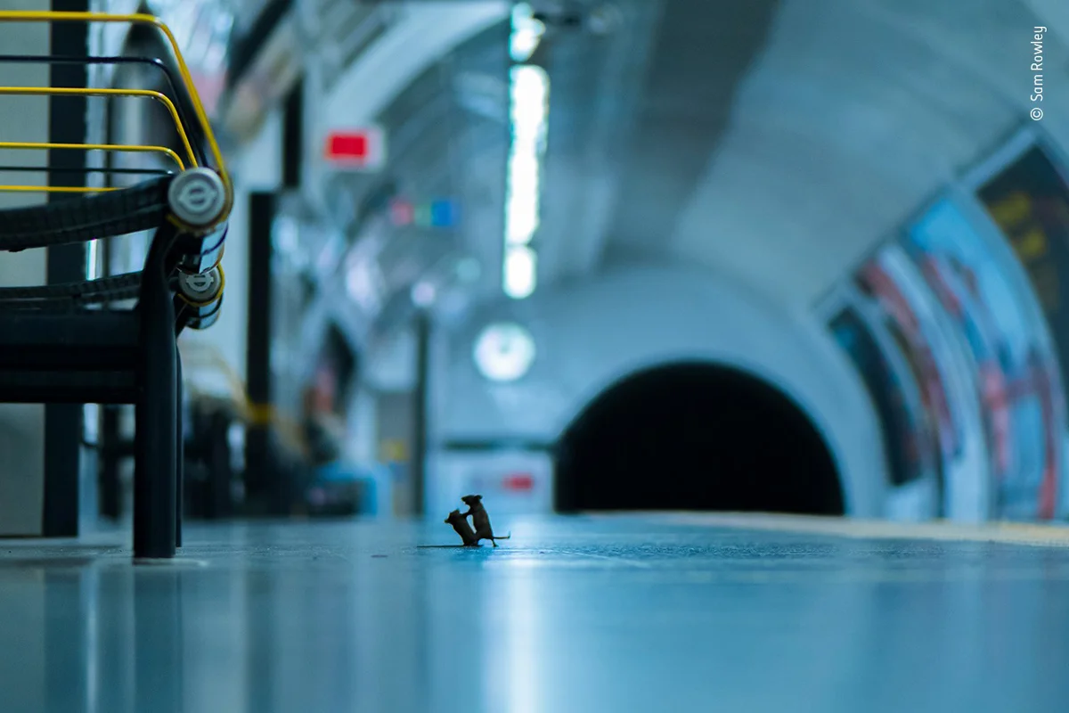 Битва мышей в метро стала лучшим фото дикой природы - фото 467717