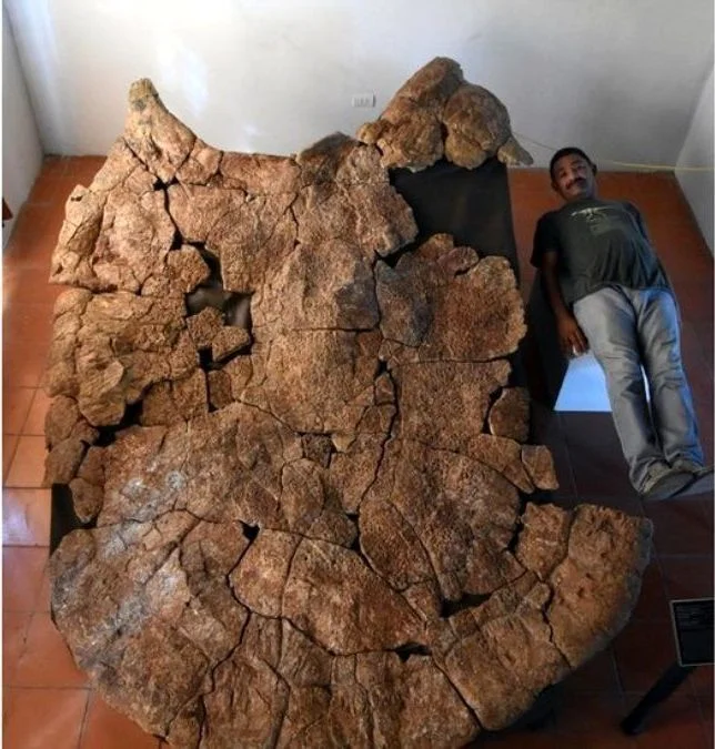 Рогатая и размерам с авто: Найденные остатки гигантской черепахи - фото 467891