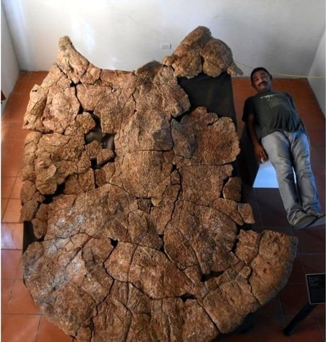 Знайдено рештки гігантської черепахи - фото 467891