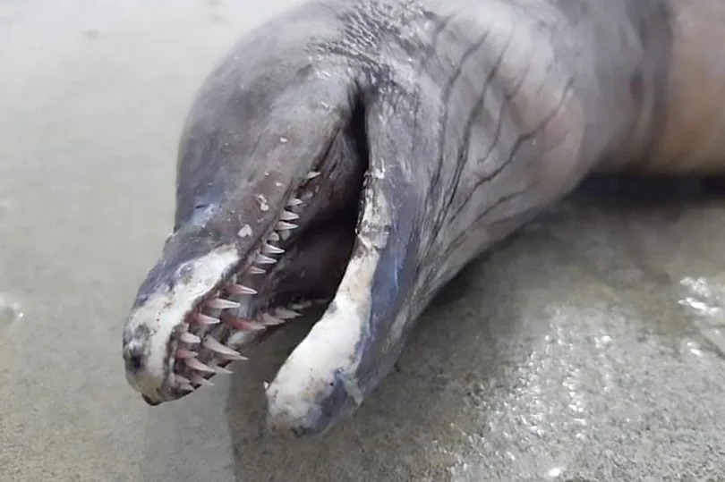 Что это: На побережье Мексики нашли неизвестное странное существо - фото 468184