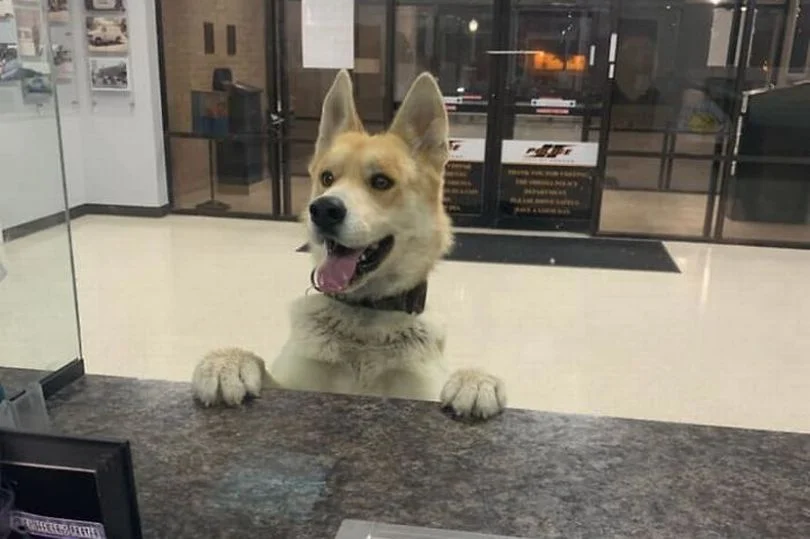 В США потерянный пес нашел участок полиции и заявил о своем исчезновении - фото 469099