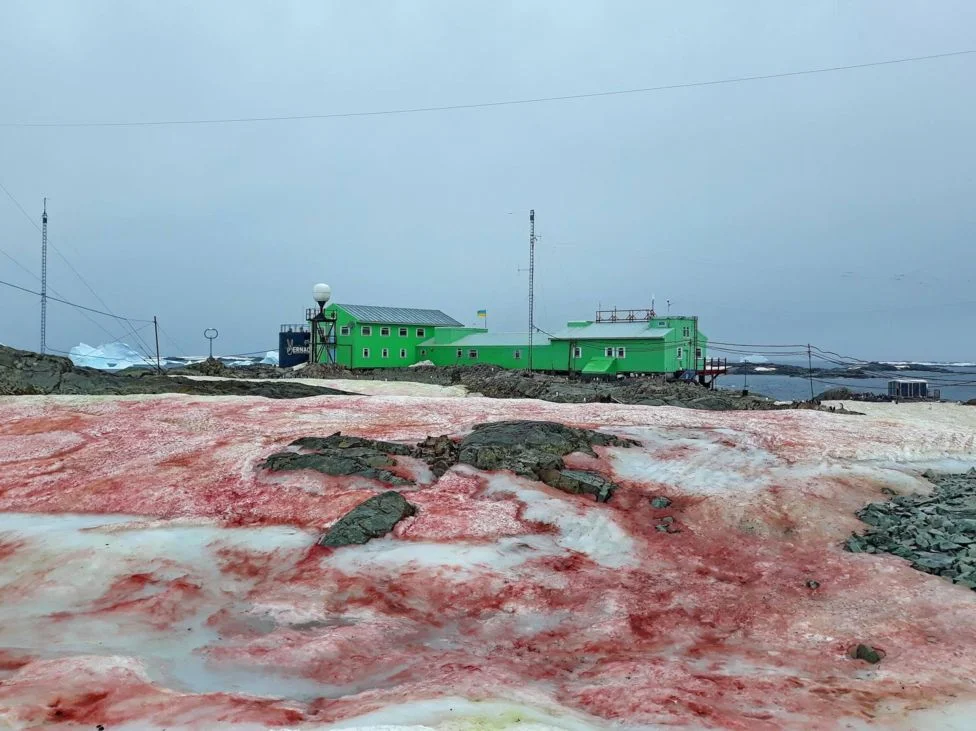 На межі фантастики: В Антарктиді раптово почервонів сніг - фото 469105