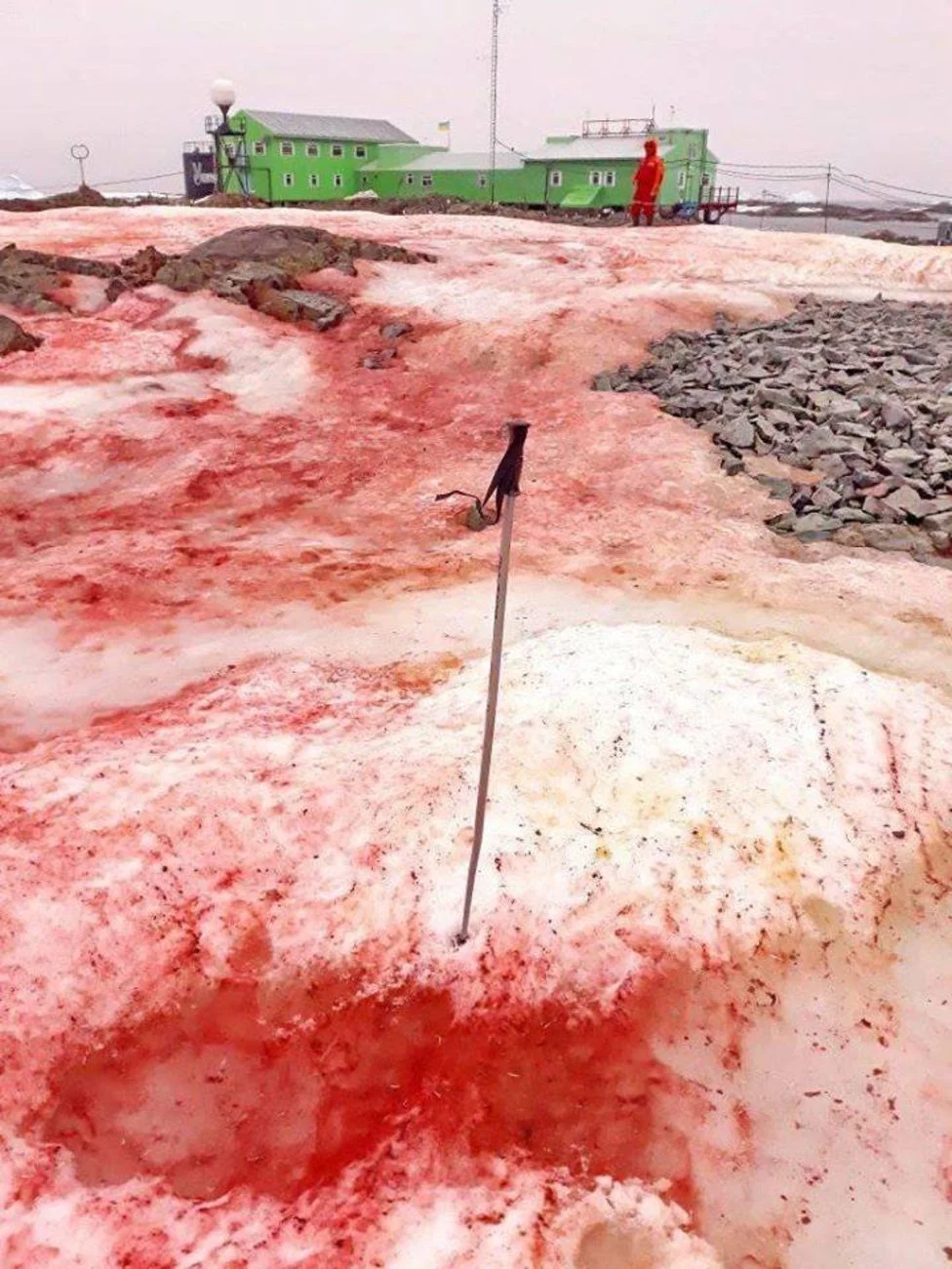 На межі фантастики: В Антарктиді раптово почервонів сніг - фото 469106