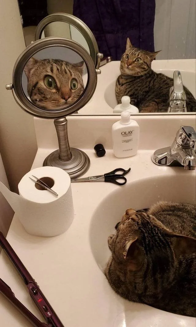 Котики розглядають себе в дзеркалі, і це найсмішніше, що ви бачили - фото 469187