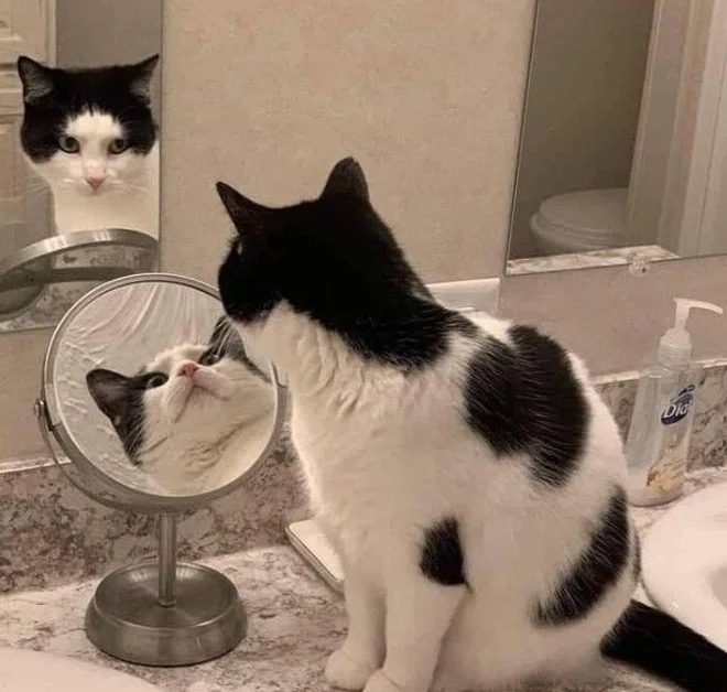 Котики розглядають себе в дзеркалі, і це найсмішніше, що ви бачили - фото 469188