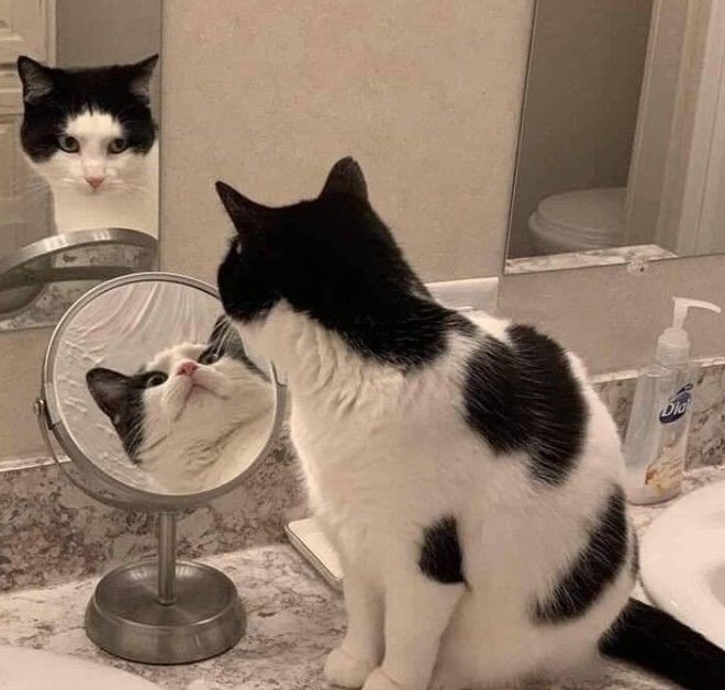 Котики рассматривают себя в зеркале, и это самое смешное, что вы видели - фото 469188