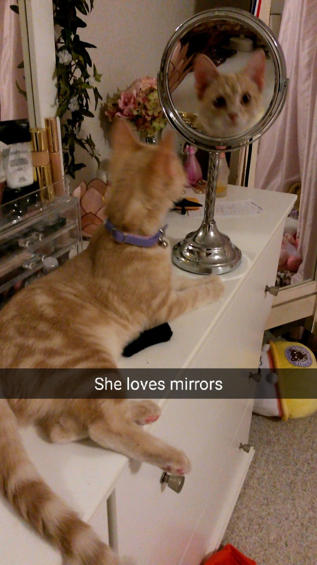Котики розглядають себе в дзеркалі, і це найсмішніше, що ви бачили - фото 469189