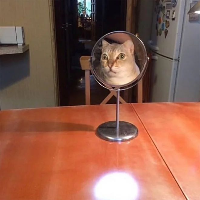 Котики розглядають себе в дзеркалі, і це найсмішніше, що ви бачили - фото 469190