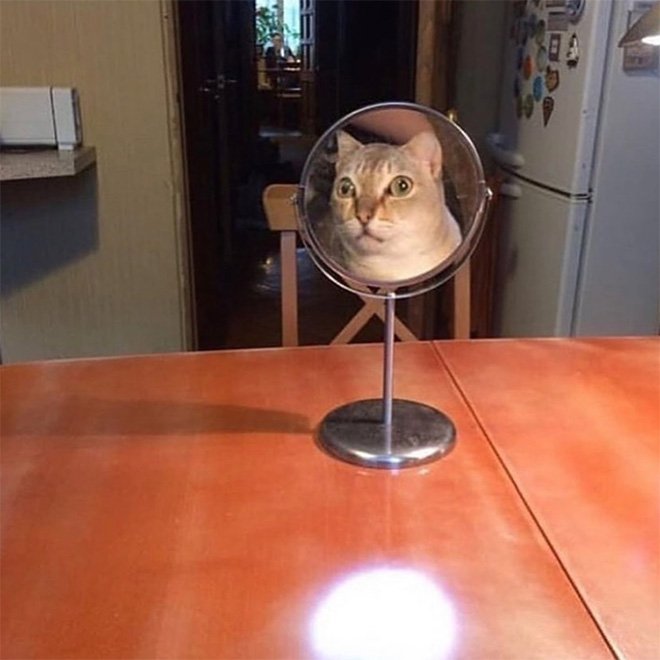 Котики рассматривают себя в зеркале, и это самое смешное, что вы видели - фото 469190