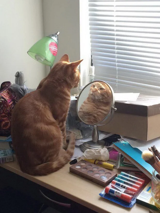 Котики розглядають себе в дзеркалі, і це найсмішніше, що ви бачили - фото 469191
