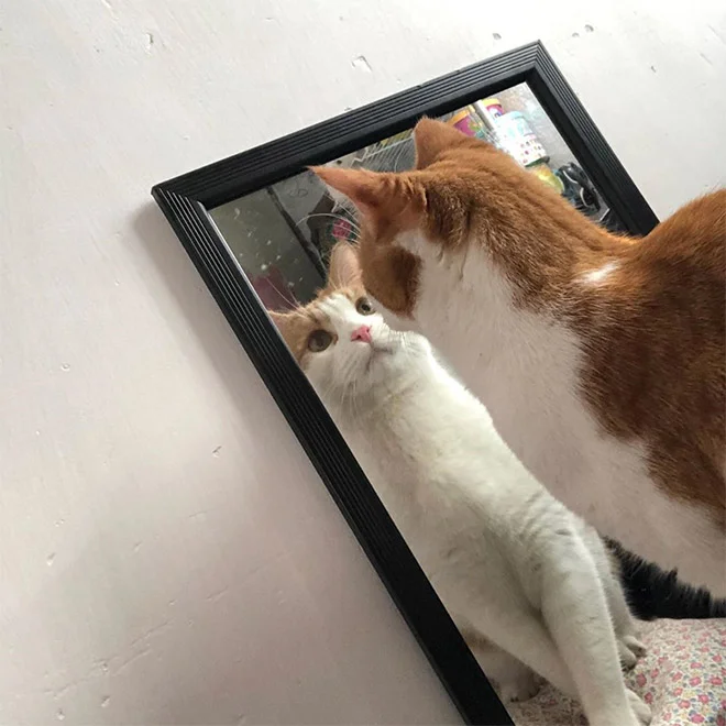 Котики розглядають себе в дзеркалі, і це найсмішніше, що ви бачили - фото 469192