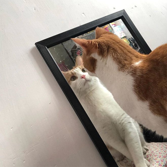 Котики рассматривают себя в зеркале, и это самое смешное, что вы видели - фото 469192
