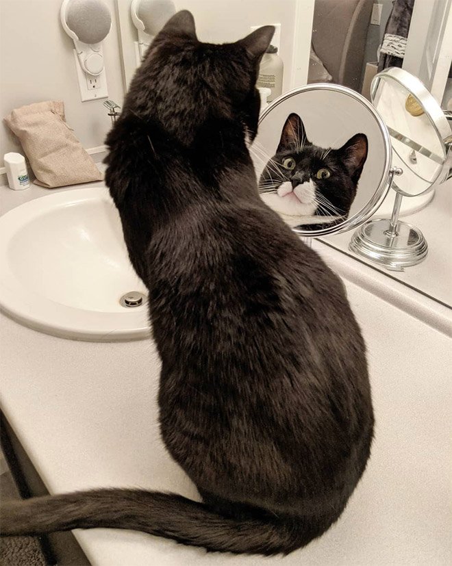Котики рассматривают себя в зеркале, и это самое смешное, что вы видели - фото 469193