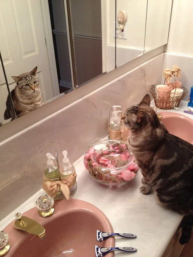 Котики розглядають себе в дзеркалі, і це найсмішніше, що ви бачили - фото 469194