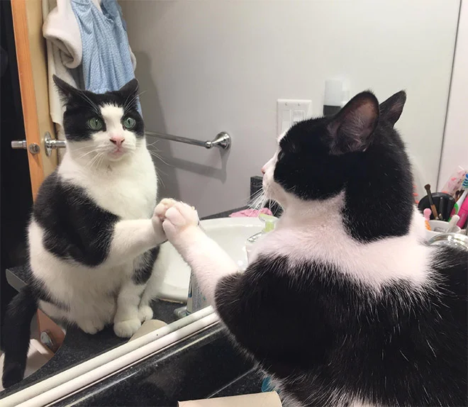 Котики розглядають себе в дзеркалі, і це найсмішніше, що ви бачили - фото 469195