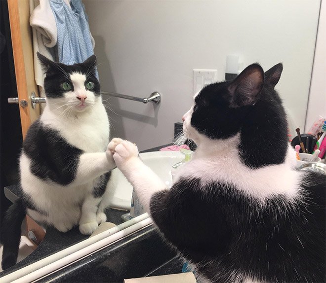 Котики рассматривают себя в зеркале, и это самое смешное, что вы видели - фото 469195