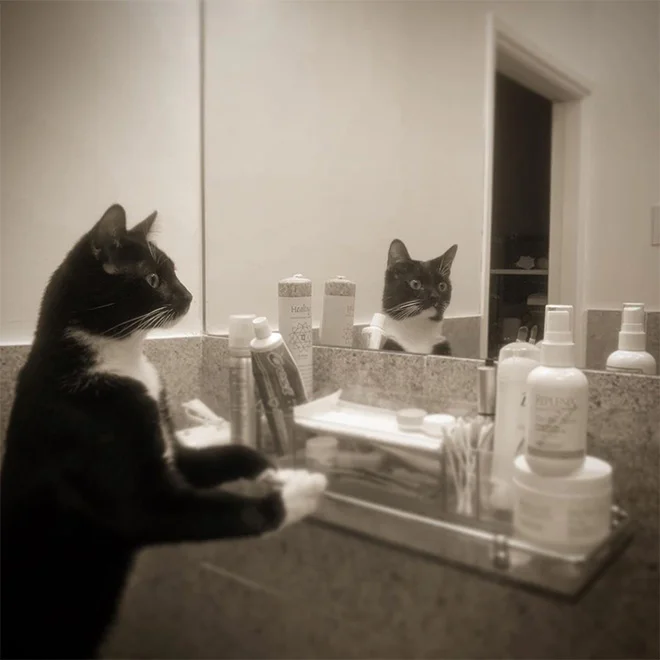 Котики розглядають себе в дзеркалі, і це найсмішніше, що ви бачили - фото 469196