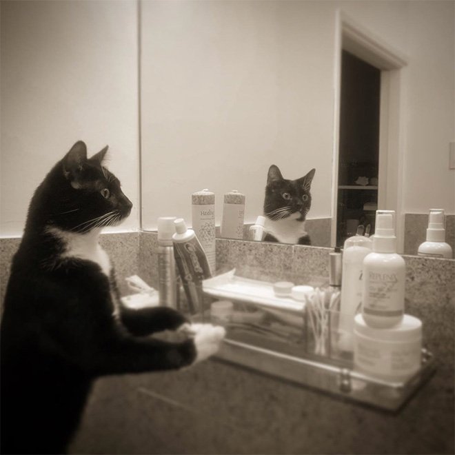 Котики рассматривают себя в зеркале, и это самое смешное, что вы видели - фото 469196