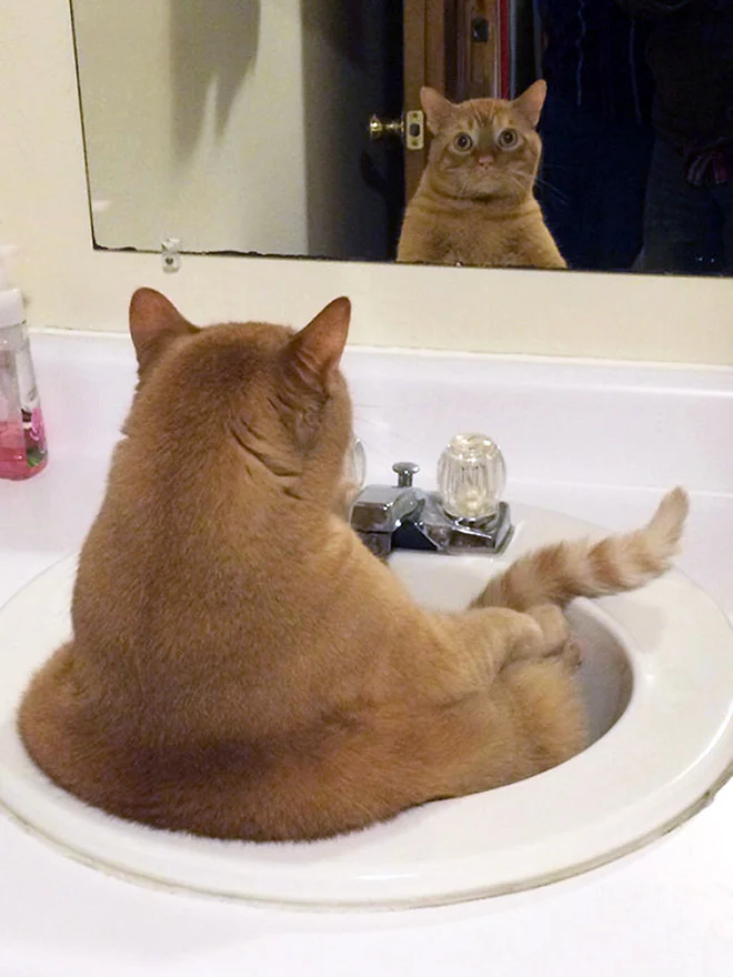Котики розглядають себе в дзеркалі, і це найсмішніше, що ви бачили - фото 469197