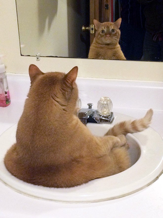 Котики рассматривают себя в зеркале, и это самое смешное, что вы видели - фото 469197