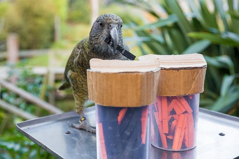 Ученые сыграли с попугаями в азартную игру и поняли, что птицы имеют логику - фото 470393