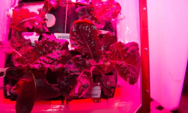 На Международной космической станции вырастили салат - он не хуже земного - фото 470749