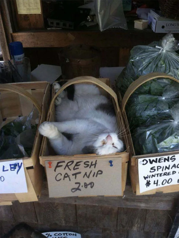 25 забавных фото о том, что наглые коты могут спать где угодно - фото 471126