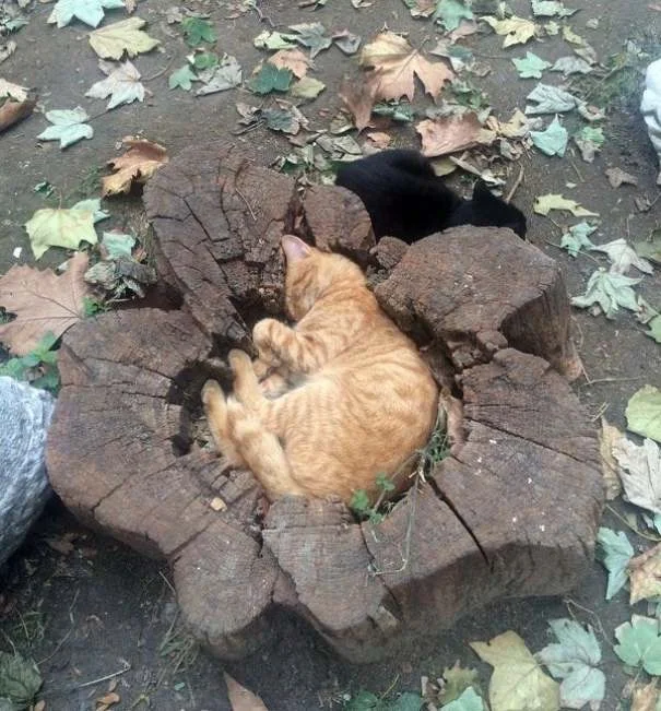 25 забавных фото о том, что наглые коты могут спать где угодно - фото 471131