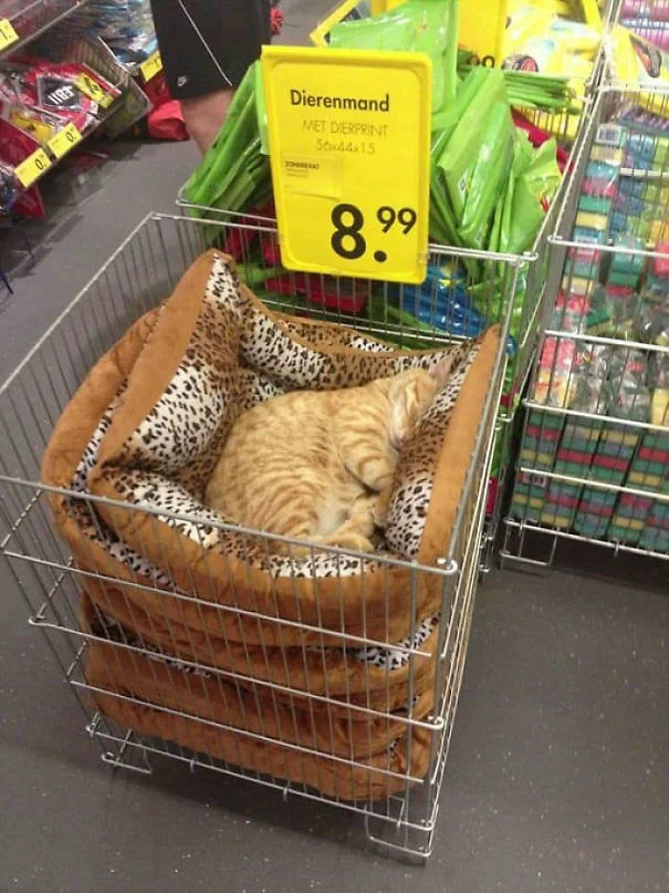 25 забавных фото о том, что наглые коты могут спать где угодно - фото 471134