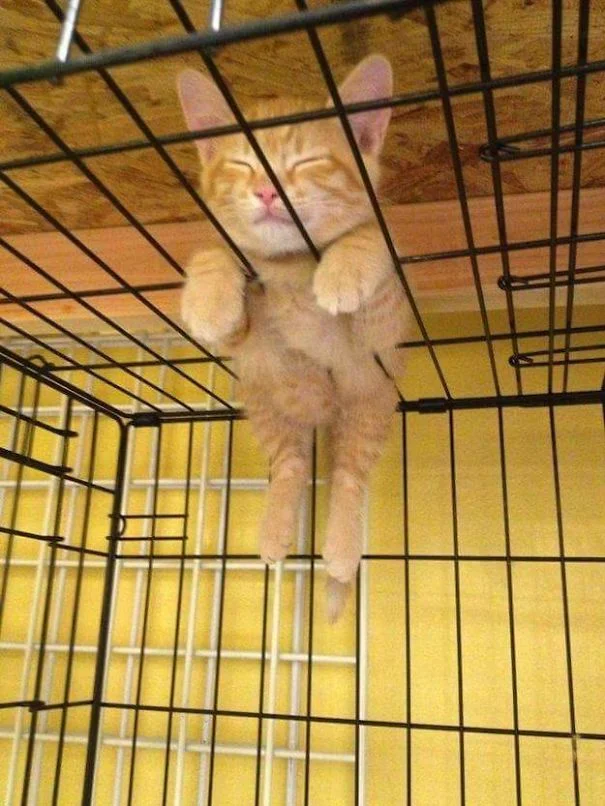 25 забавных фото о том, что наглые коты могут спать где угодно - фото 471135