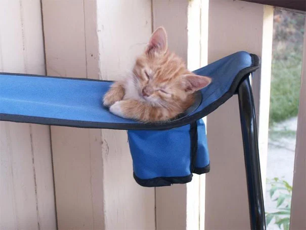 25 забавных фото о том, что наглые коты могут спать где угодно - фото 471136