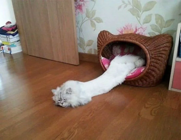 25 кумедних фото про те, що нахабні коти можуть спати де завгодно - фото 471137