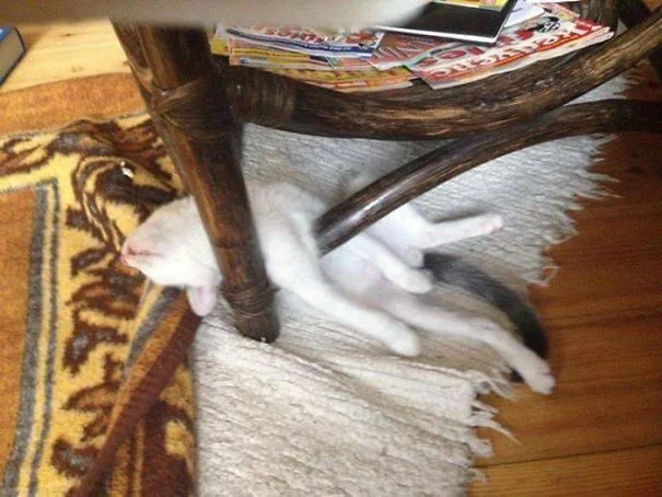 25 забавных фото о том, что наглые коты могут спать где угодно - фото 471142