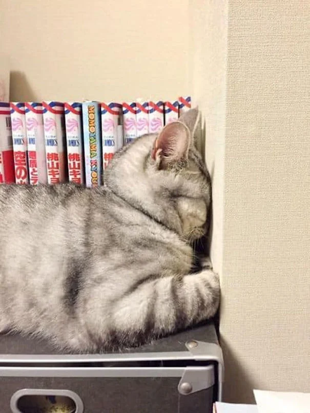 25 забавных фото о том, что наглые коты могут спать где угодно - фото 471143
