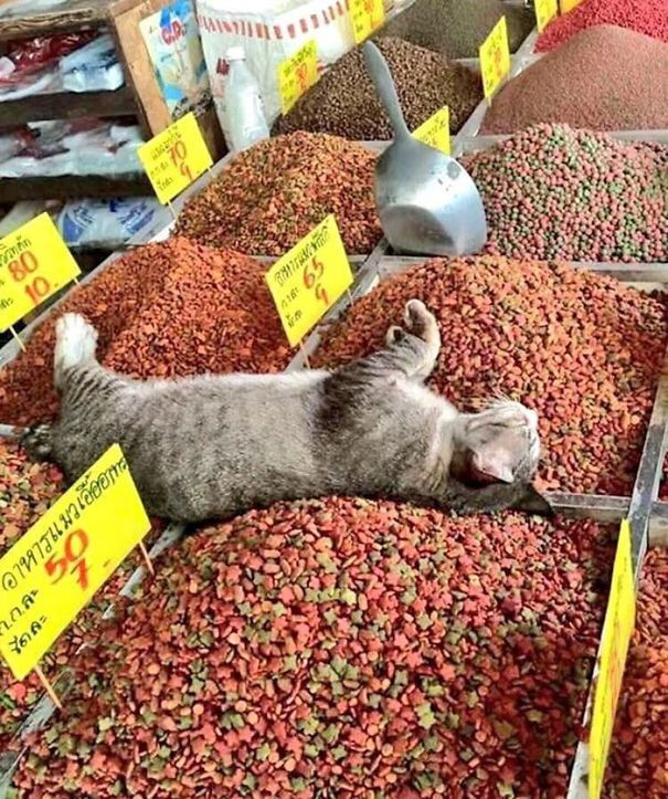 25 кумедних фото про те, що нахабні коти можуть спати де завгодно - фото 471144
