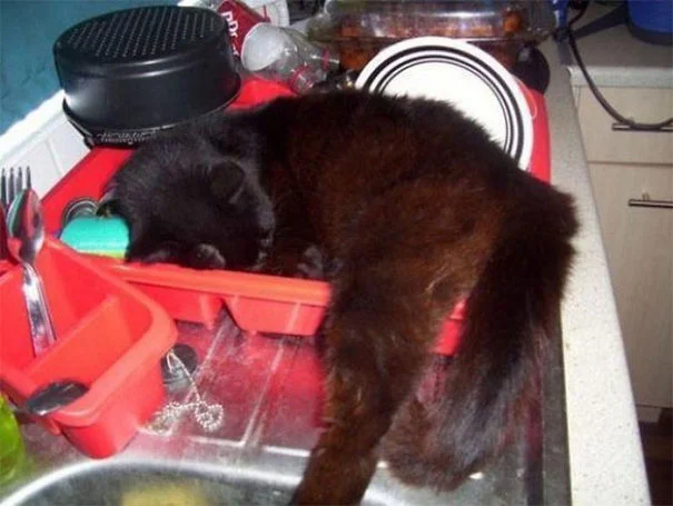 25 забавных фото о том, что наглые коты могут спать где угодно - фото 471148