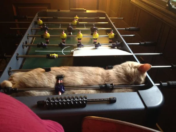 25 забавных фото о том, что наглые коты могут спать где угодно - фото 471149
