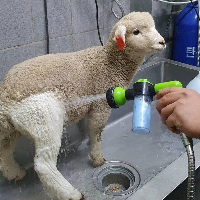 Фото дня: овца, которую выкупали, стала звездой сети - фото 471548