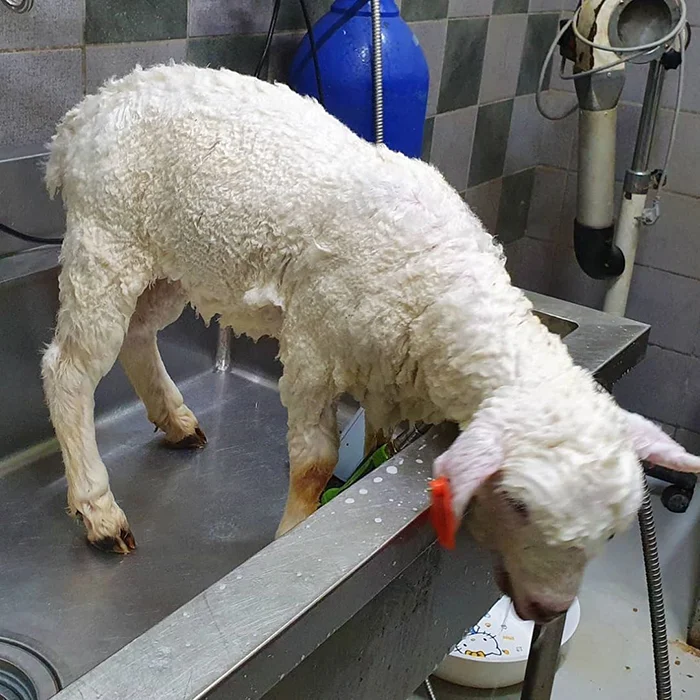 Фото дня: овца, которую выкупали, стала звездой сети - фото 471549